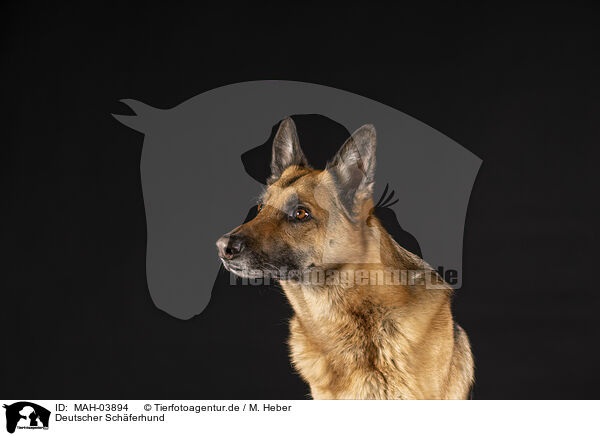 Deutscher Schferhund / MAH-03894