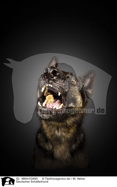 Deutscher Schferhund / German Shepherd / MAH-03895