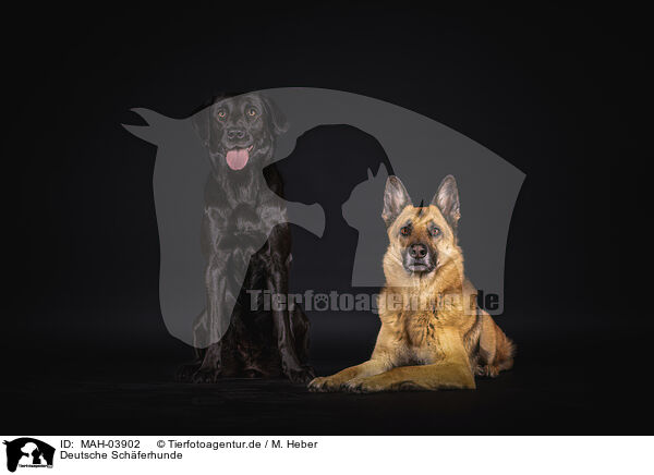 Deutsche Schferhunde / MAH-03902