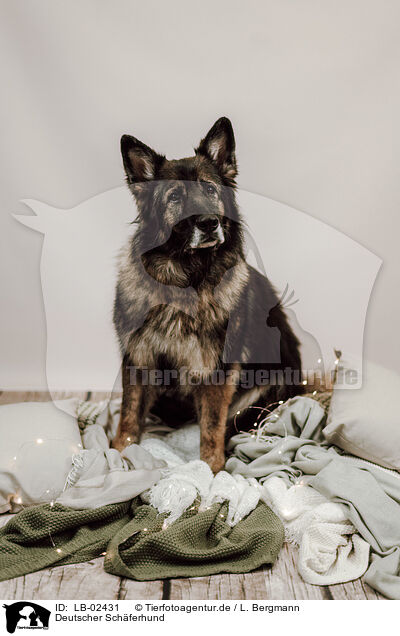 Deutscher Schferhund / German Shepherd / LB-02431