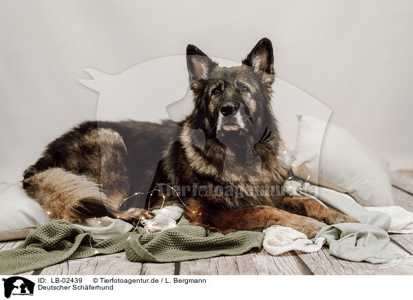 Deutscher Schferhund / German Shepherd / LB-02439
