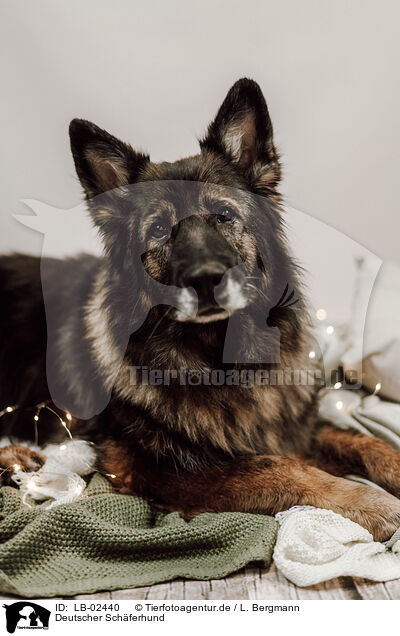 Deutscher Schferhund / German Shepherd / LB-02440