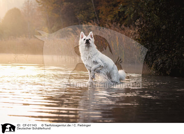Deutscher Schferhund / German Shepherd / CF-01143