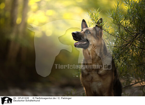Deutscher Schferhund / German Shepherd / CF-01335
