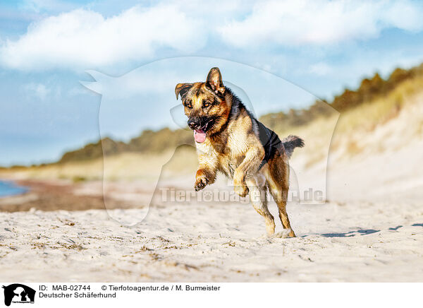 Deutscher Schferhund / German Shepherd / MAB-02744