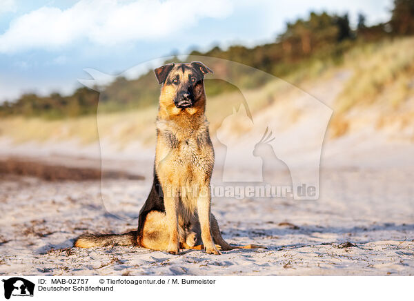 Deutscher Schferhund / German Shepherd / MAB-02757