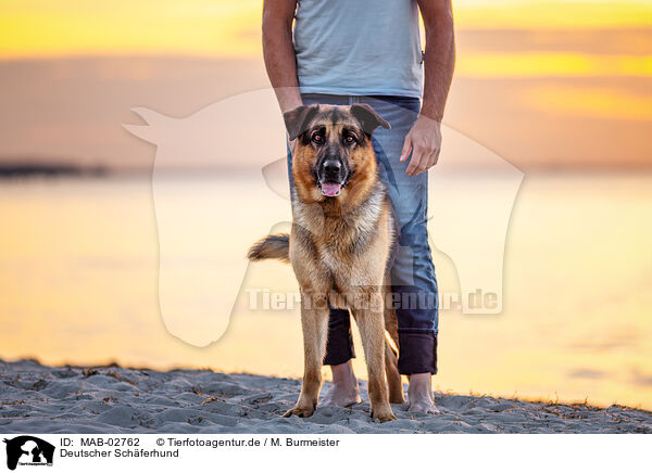 Deutscher Schferhund / German Shepherd / MAB-02762