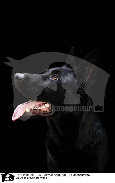Deutscher Schferhund / German Shepherd / LM-01003