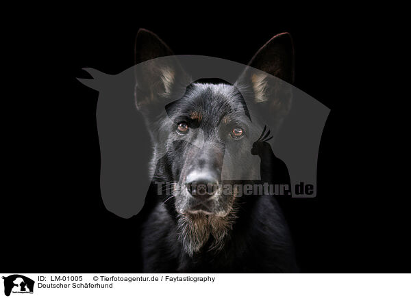 Deutscher Schferhund / German Shepherd / LM-01005