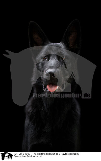 Deutscher Schferhund / German Shepherd / LM-01007