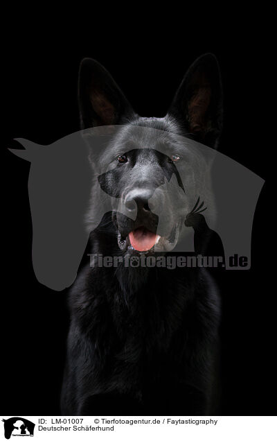Deutscher Schferhund / LM-01007