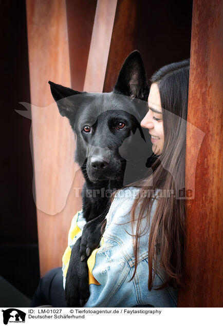 Deutscher Schferhund / German Shepherd / LM-01027