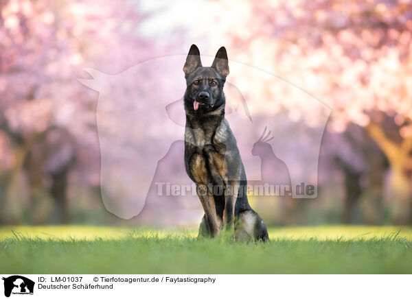 Deutscher Schferhund / German Shepherd / LM-01037