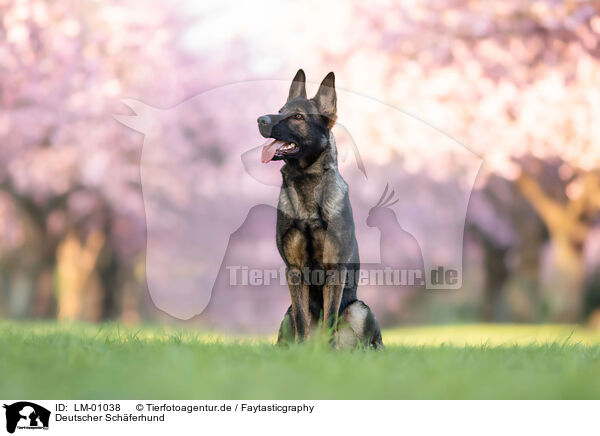 Deutscher Schferhund / German Shepherd / LM-01038