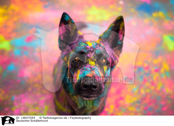 Deutscher Schferhund / German Shepherd / LM-01054