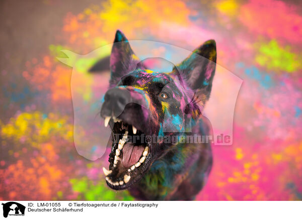 Deutscher Schferhund / German Shepherd / LM-01055