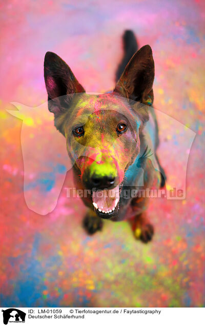 Deutscher Schferhund / German Shepherd / LM-01059