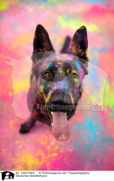 Deutscher Schferhund / German Shepherd / LM-01063