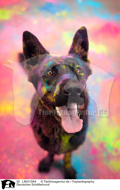 Deutscher Schferhund / German Shepherd / LM-01064