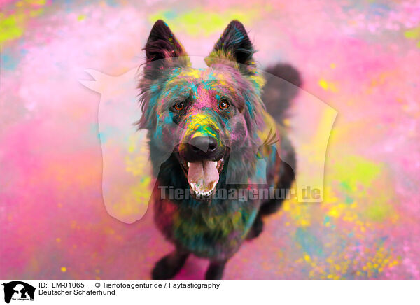 Deutscher Schferhund / German Shepherd / LM-01065