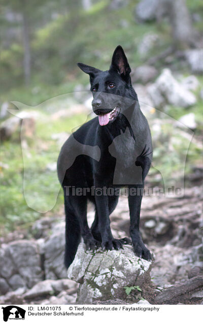 Deutscher Schferhund / German Shepherd / LM-01075