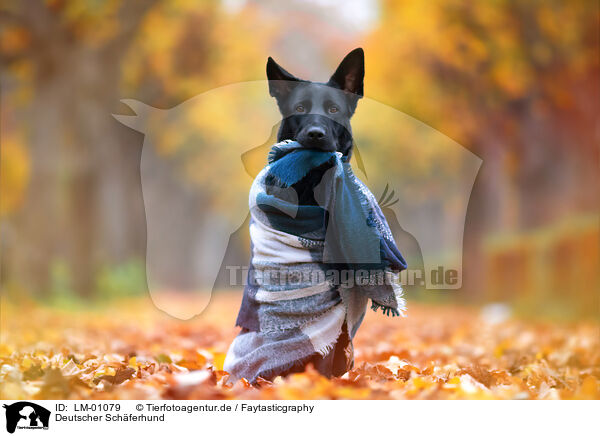 Deutscher Schferhund / German Shepherd / LM-01079