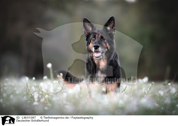 Deutscher Schferhund / German Shepherd / LM-01087