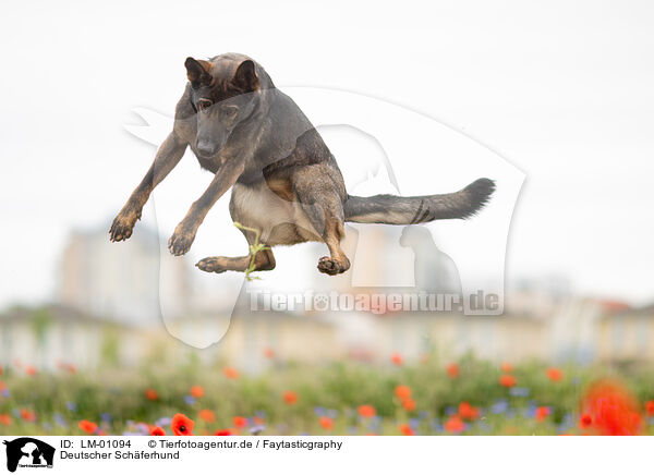 Deutscher Schferhund / LM-01094