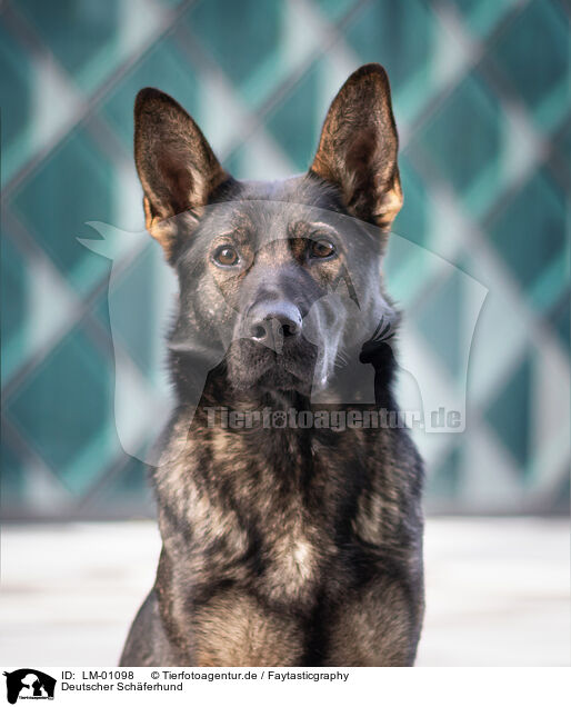 Deutscher Schferhund / LM-01098
