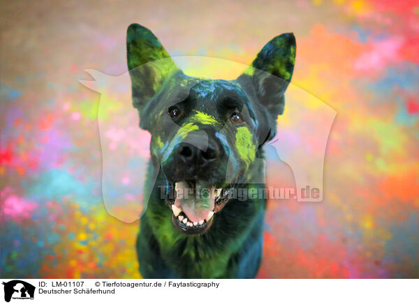 Deutscher Schferhund / German Shepherd / LM-01107