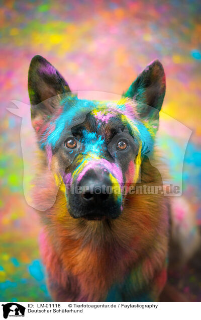 Deutscher Schferhund / German Shepherd / LM-01118