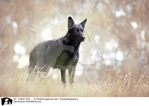 Deutscher Schferhund / German Shepherd / LM-01126