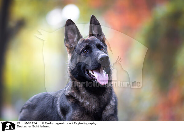 Deutscher Schferhund / German Shepherd / LM-01134