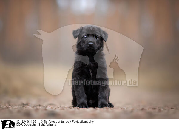 DDR Deutscher Schferhund / GDR German Shepherd / LM-01155