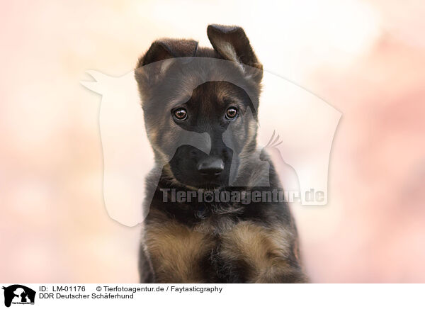 DDR Deutscher Schferhund / GDR German Shepherd / LM-01176