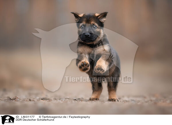 DDR Deutscher Schferhund / LM-01177