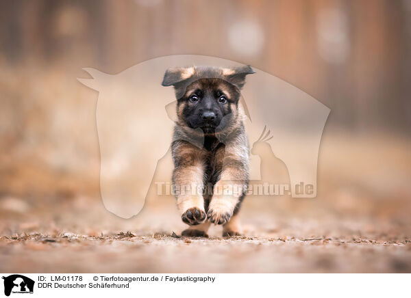 DDR Deutscher Schferhund / GDR German Shepherd / LM-01178