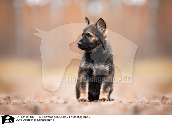 DDR Deutscher Schferhund / LM-01183