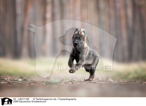 DDR Deutscher Schferhund / LM-01185