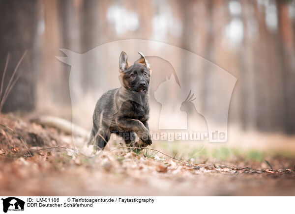 DDR Deutscher Schferhund / GDR German Shepherd / LM-01186