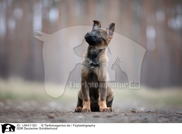 DDR Deutscher Schferhund / LM-01193