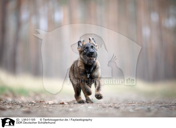 DDR Deutscher Schferhund / GDR German Shepherd / LM-01195