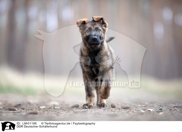 DDR Deutscher Schferhund / LM-01196