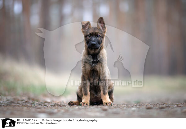 DDR Deutscher Schferhund / LM-01199