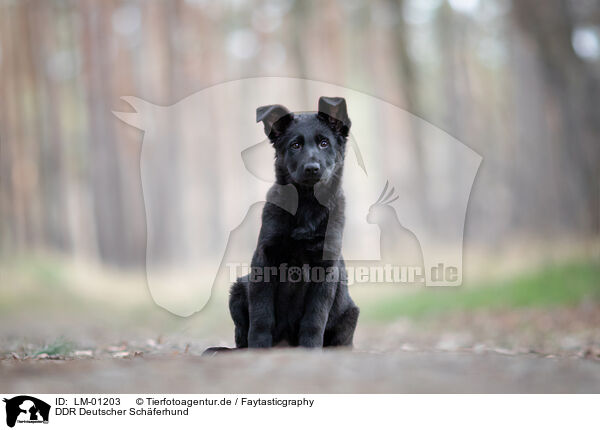 DDR Deutscher Schferhund / GDR German Shepherd / LM-01203