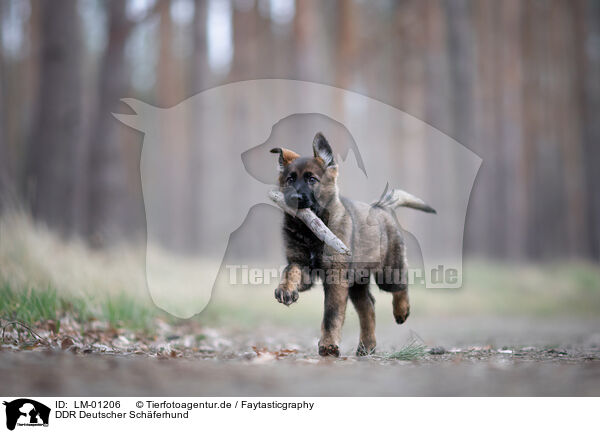 DDR Deutscher Schferhund / GDR German Shepherd / LM-01206