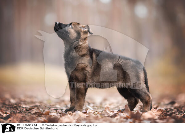 DDR Deutscher Schferhund / GDR German Shepherd / LM-01214
