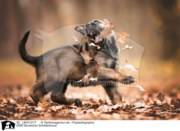 DDR Deutscher Schferhund / GDR German Shepherd / LM-01217