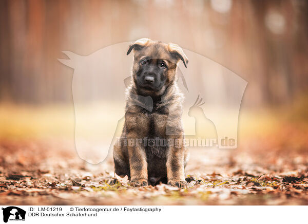 DDR Deutscher Schferhund / LM-01219