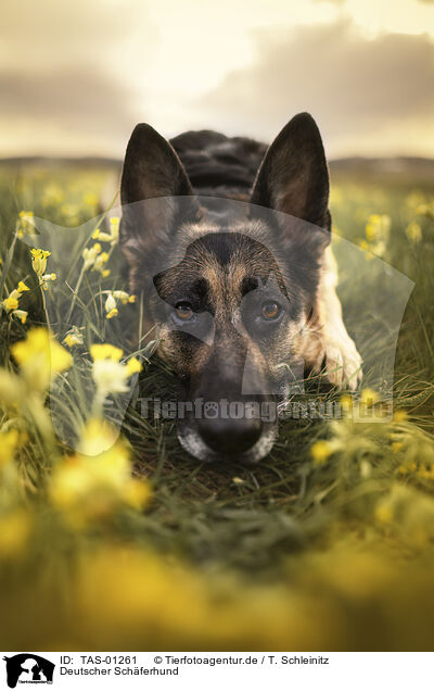 Deutscher Schferhund / German Shepherd / TAS-01261